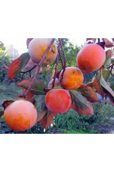 TAŞKAR PEYZAJ Cennet Hurması - Trabzon Hurması Fidanı ( Aşılı \ 2 Yaş \ Tüplü 70-100 Cm ) - Resim 2