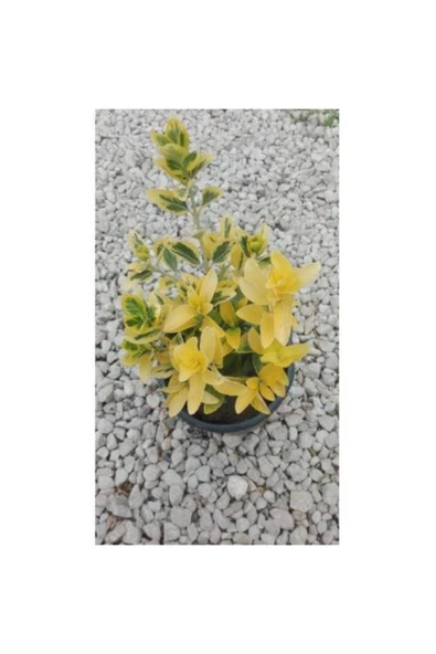 TAŞKAR PEYZAJ Gold Taflan Fidanı ( Saksılı - 20-30 Cm ) ürün görseli