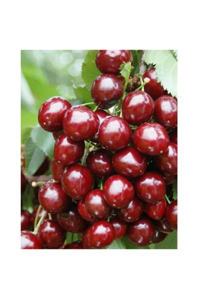 TAŞKAR PEYZAJ Stella Kiraz Fidanı Aşılı ( 2 Yaş \ 80-100 Cm ) ürün görseli
