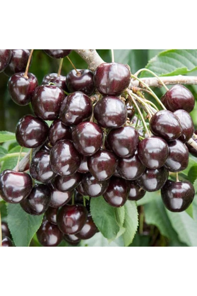 TAŞKAR PEYZAJ Kordia Kiraz Fidanı Aşılı ( Açık Köklü - 2 Yaş \ 80-100 Cm ) ürün görseli