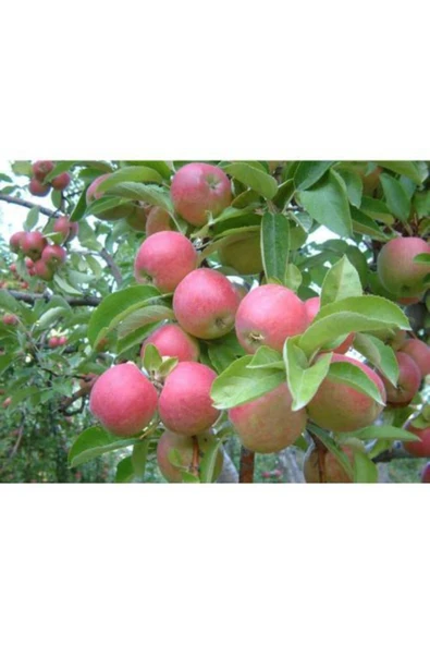 TAŞKAR PEYZAJ Amasya Misket Elma Fidanı Aşılı 2 Yaş Tüplü - 100-120 c ürün görseli