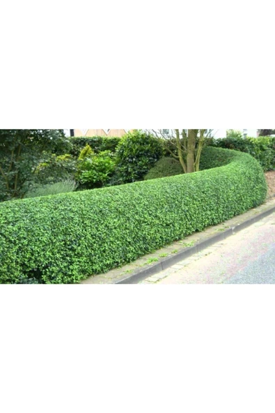 TAŞKAR PEYZAJ Ligüstrüm Çit Bitkisi ( Tüplü \ 30-50 Cm ) ürün görseli