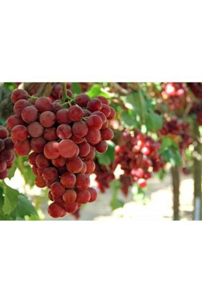 TAŞKAR PEYZAJ Flame Seedless Çekirdeksiz Üzüm - Asma Fidanı ( 30-50 Cm ) ürün görseli