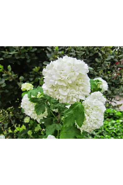 TAŞKAR PEYZAJ BEYAZ ORTANCA (60-110 CM) ürün görseli