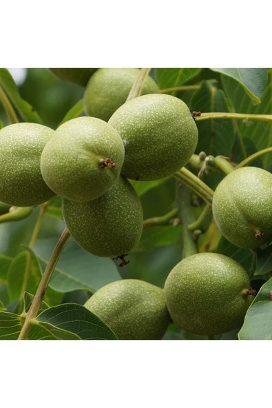 TAŞKAR PEYZAJ Lara Ceviz Fidanı Aşılı ( Açık Köklü \ 60-80 Cm ) ürün görseli