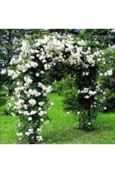 TAŞKAR PEYZAJ Beyaz Kokulu Sarmaşıkgül Fidanı ( Yediverentüplü )120-150 Cm ürün görseli