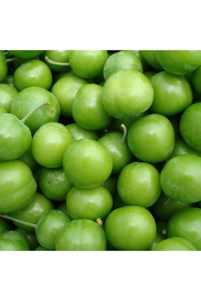 TAŞKAR PEYZAJ Can Erik Fidanı Aşılı ( 2 Yaş \ Açık Köklü \ 80-100 Cm ) ürün görseli