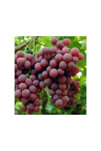 TAŞKAR PEYZAJ Red Globe Üzüm - Asma Fidanı ( 30-50 Cm ) ürün görseli