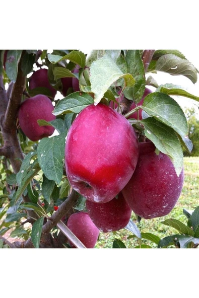 TAŞKAR PEYZAJ Starkrimson Elma Fidanı Aşılı ( 2 Yaş \ Açık Köklü \ 80-100 Cm ) ürün görseli