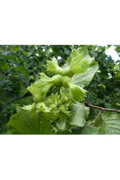 TAŞKAR PEYZAJ Uzun Fındık Fidanı ( Açık Kök ) 50-100 Cm ürün görseli