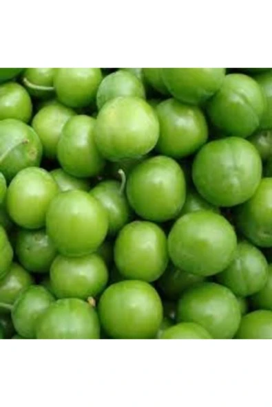 TAŞKAR PEYZAJ Papaz Erik Fidanı ( Aşılı - 2 Yaş ) - Tüplü - 100-120 Cm ürün görseli