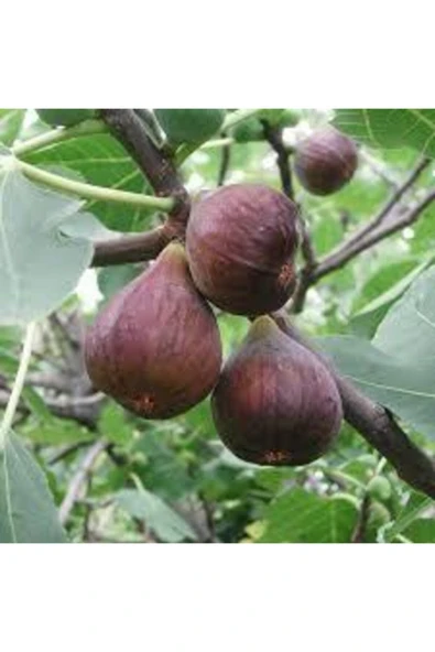 TAŞKAR PEYZAJ Siyah Orak Patlıcan Incir Fidanı \ 30-50 Cm ) ürün görseli