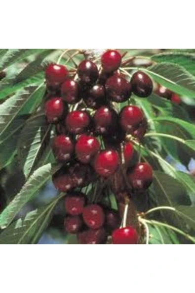 TAŞKAR PEYZAJ Stella Kiraz Fidanı ( Aşılı - 2 Yaş ) - Tüplü - 100-120 Cm ürün görseli