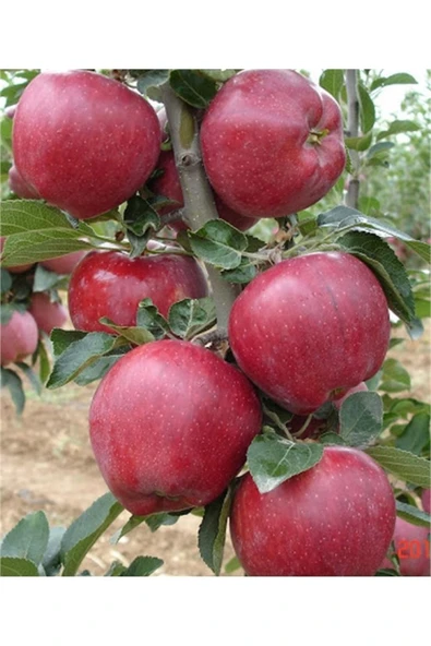 TAŞKAR PEYZAJ Bodur Starking Elma Fidanı Aşılı ( 2 Yaş \ Açık Köklü - 50 Cm ürün görseli