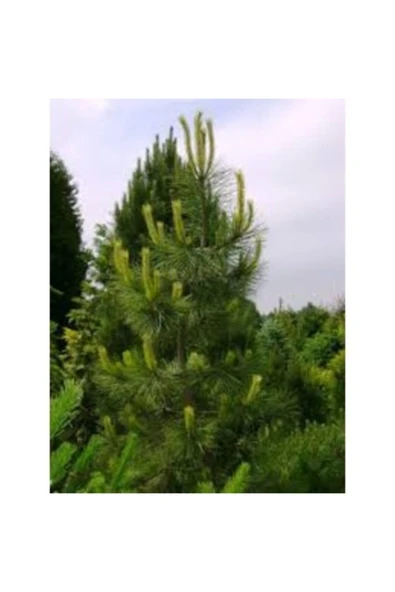 TAŞKAR PEYZAJ Karaçam ( Tüplü ) 100-150 Cm ürün görseli