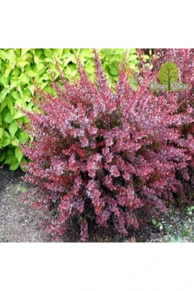 TAŞKAR PEYZAJ Berberis Fidanı - Resim 2