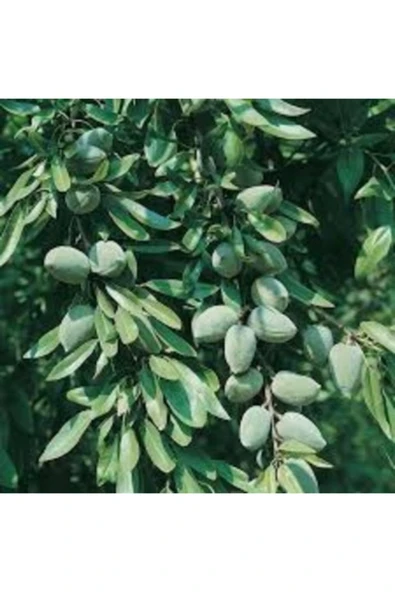 TAŞKAR PEYZAJ Ferragnes Badem Fidanı ( Aşılı - 2 Yaş ) - Tüplü - 100-120 Cm ürün görseli