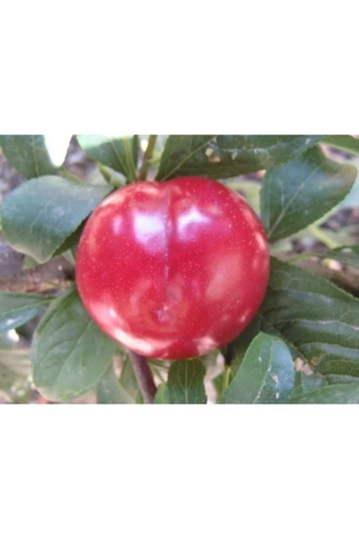 TAŞKAR PEYZAJ Santa Rosa Erik Fidanı (aşılı - 2 Yaş - Tüplü) 100-150 Cm ürün görseli