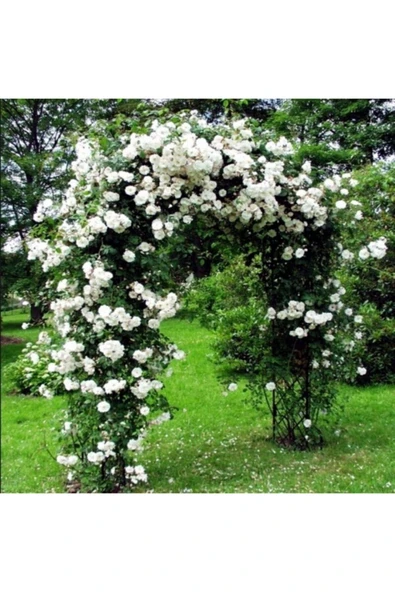 TAŞKAR PEYZAJ Beyaz Kokulu Sarmaşık Gül Fidanı Yediveren - Tüplü ürün görseli