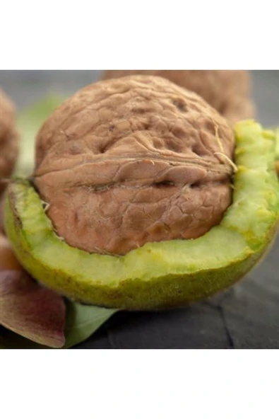 TAŞKAR PEYZAJ Fernette Ceviz Fidanı Aşılı ( Açık Köklü \ 60-80 Cm ) ürün görseli