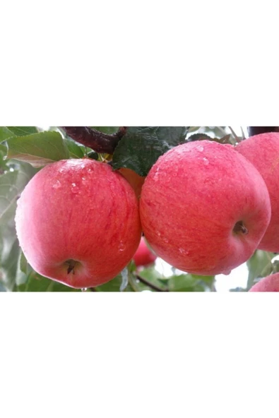 TAŞKAR PEYZAJ Bodur Fuji Elma Fidanı Aşılı ( 2 Yaş \ Tüplü \ 30-40 Cm ) ürün görseli