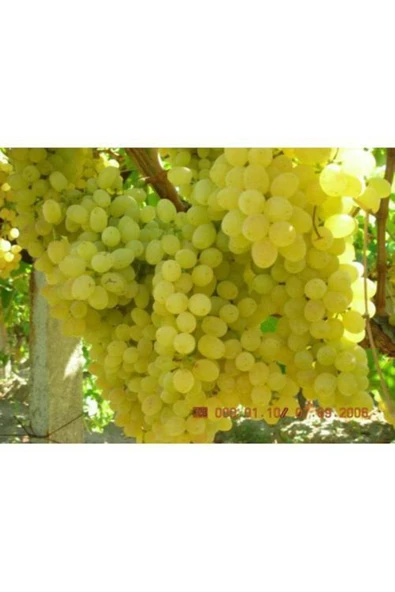 TAŞKAR PEYZAJ Yalova Incisi Üzüm - Asma Fidanı ( 30-50 Cm ) ürün görseli
