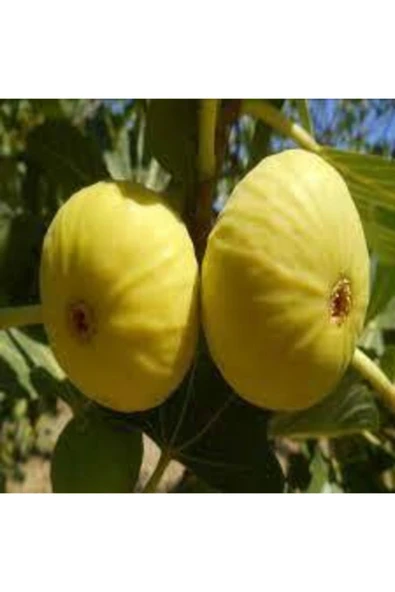 TAŞKAR PEYZAJ Sarı Lob Incir Fidanı \ 30-50 Cm ) ürün görseli