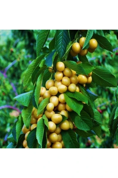 TAŞKAR PEYZAJ Stars Gold Beyaz Kiraz Fidanı Aşılı ( 2 Yaş- Açık Köklü \ 80-100 Cm ) ürün görseli