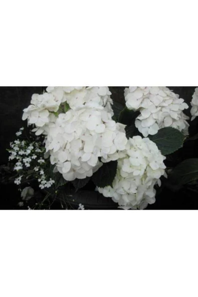 TAŞKAR PEYZAJ Beyaz Ortanca Çiçeği Fidanı Tüplü ürün görseli