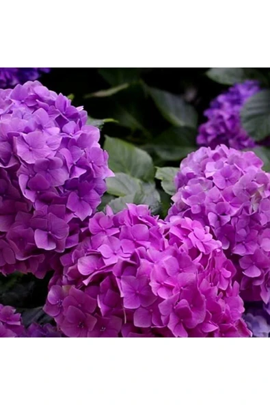 TAŞKAR PEYZAJ Mor Ortanca Çiçeği Fidanı ( Tüplü ) ürün görseli