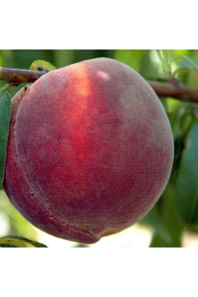 TAŞKAR PEYZAJ Red Haven Şeftali Fidanı Aşılı ( 2 Yaş \ Tüplü \ 80-100 Cm ) ürün görseli