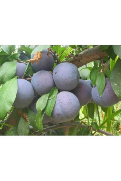 TAŞKAR PEYZAJ Black Daimond Erik Fidanı Aşılı ( 2 Yaş \ Tüplü \ 80-100 Cm ) ürün görseli