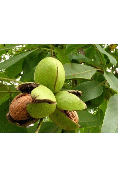 TAŞKAR PEYZAJ Hartley Ceviz Fidanı Aşılı ( Tüplü \ 40-60 Cm ) ürün görseli