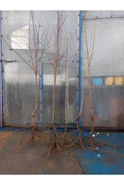 TAŞKAR PEYZAJ Aşılı Kiraz Açık Kök Kiraz Fidanı -early Burlat - Resim 2