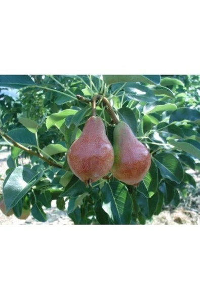 TAŞKAR PEYZAJ Santa Maria Armut Fidanı ( Aşılı - 2 Yaş ) - Tüplü - 100-120 Cm ürün görseli