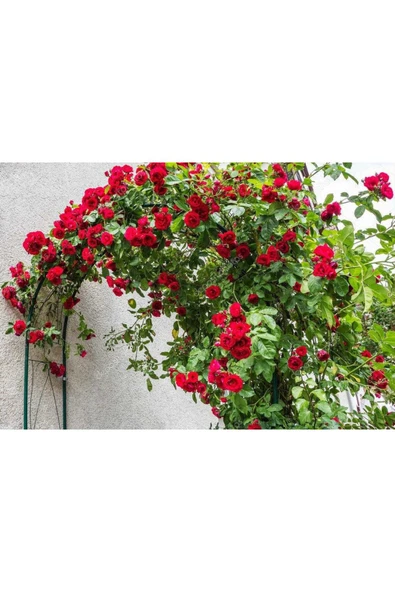 TAŞKAR PEYZAJ Kırmızı Kokulu Sarmaşık Gül Fidanı (YEDİVEREN - TÜPLÜ) 100 Cm - 1