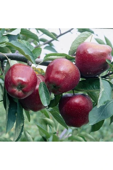 TAŞKAR PEYZAJ Starking Elma Fidanı ( Aşılı - 2 Yaş ) - Tüplü - 100-120 Cm ürün görseli