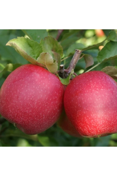 TAŞKAR PEYZAJ Pink Lady (pembe) Elma Fidanı Aşılı ( 2 Yaş \ Açık Köklü\ 80-100 Cm ) ürün görseli