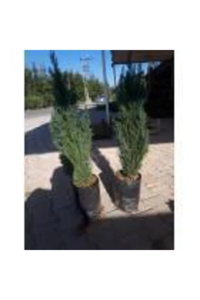 TAŞKAR PEYZAJ Elvudi Çamı ( 50 - 70 Cm ) - Resim 3