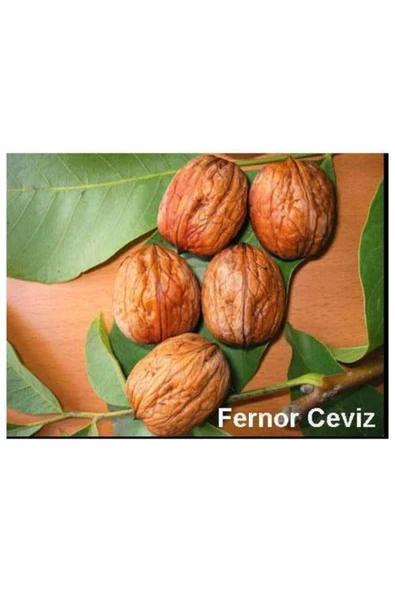 TAŞKAR PEYZAJ Fernor Ceviz Fidanı ( 2 Yaş - Tüplü ) 40-60 Cm - 1