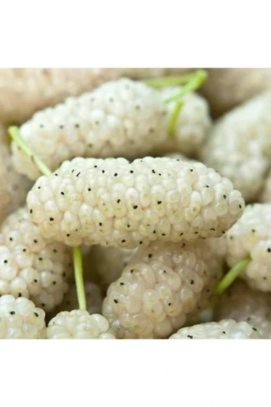 TAŞKAR PEYZAJ Beyaz Dut Fidanı ( 2 Yaş ) - Açık Kök ürün görseli