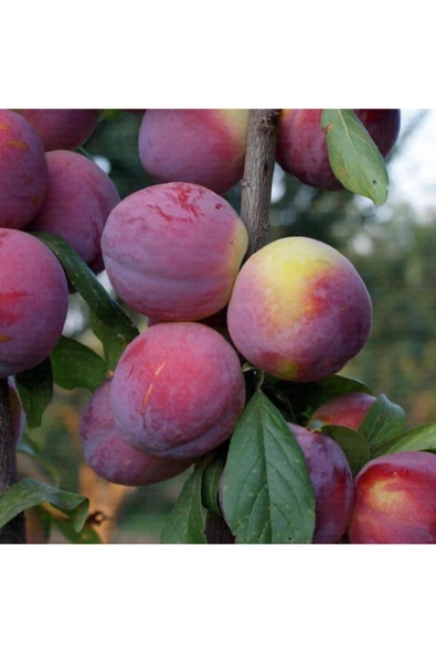 TAŞKAR PEYZAJ Fortune Erik Fidanı Aşılı ( 2 Yaş \ Tüplü \ 80-100 Cm ) ürün görseli