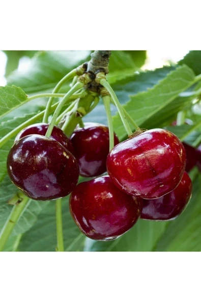 TAŞKAR PEYZAJ Vista Kiraz Fidanı Aşılı ( 2 Yaş - Tüplü \ 80-100 Cm ) ürün görseli