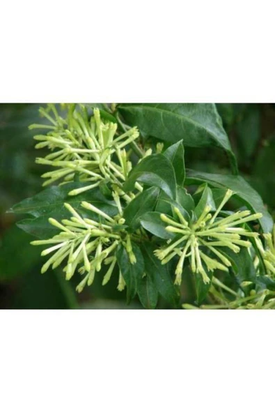 TAŞKAR PEYZAJ Melisa -parfüm- Çiçeği Fidanı ( Tüplü ) 40-60 Cm