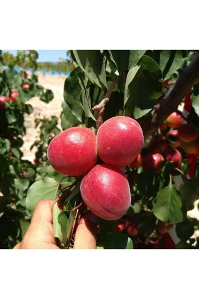 TAŞKAR PEYZAJ Perfect Red Kayısı Fidanı Aşılı ( 2 Yaş \ Tüplü ) 100 Cm ürün görseli
