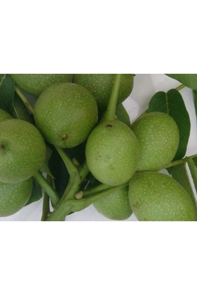 TAŞKAR PEYZAJ Payne Ceviz Fidanı Aşılı ( Açık Köklü \ 60-80 Cm ) ürün görseli