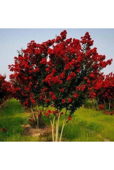 TAŞKAR PEYZAJ Oya Ağacı Fidanı Kırmızı ( Tüplü) 30 - 40 Cm ürün görseli