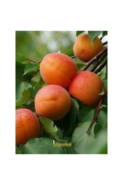 TAŞKAR PEYZAJ Roxana Kayısı Fidanı ( Aşılı - 2 Yaş ) - Tüplü - 100-120 Cm ürün görseli