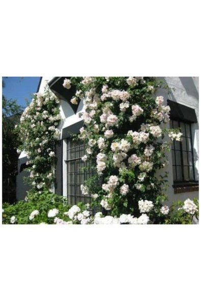 TAŞKAR PEYZAJ Beyaz Kokulu Sarmaşıkgül Fidanı ( Yediverentüplü )120-150 Cm ürün görseli
