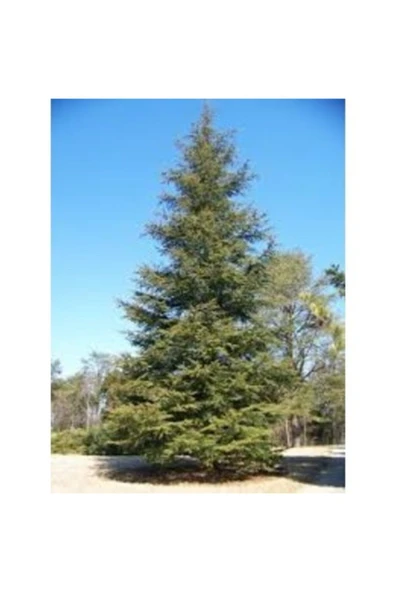 TAŞKAR PEYZAJ Sedir Selvi Çam Fidanı ( Tüplü ) 100-150 Cm ürün görseli